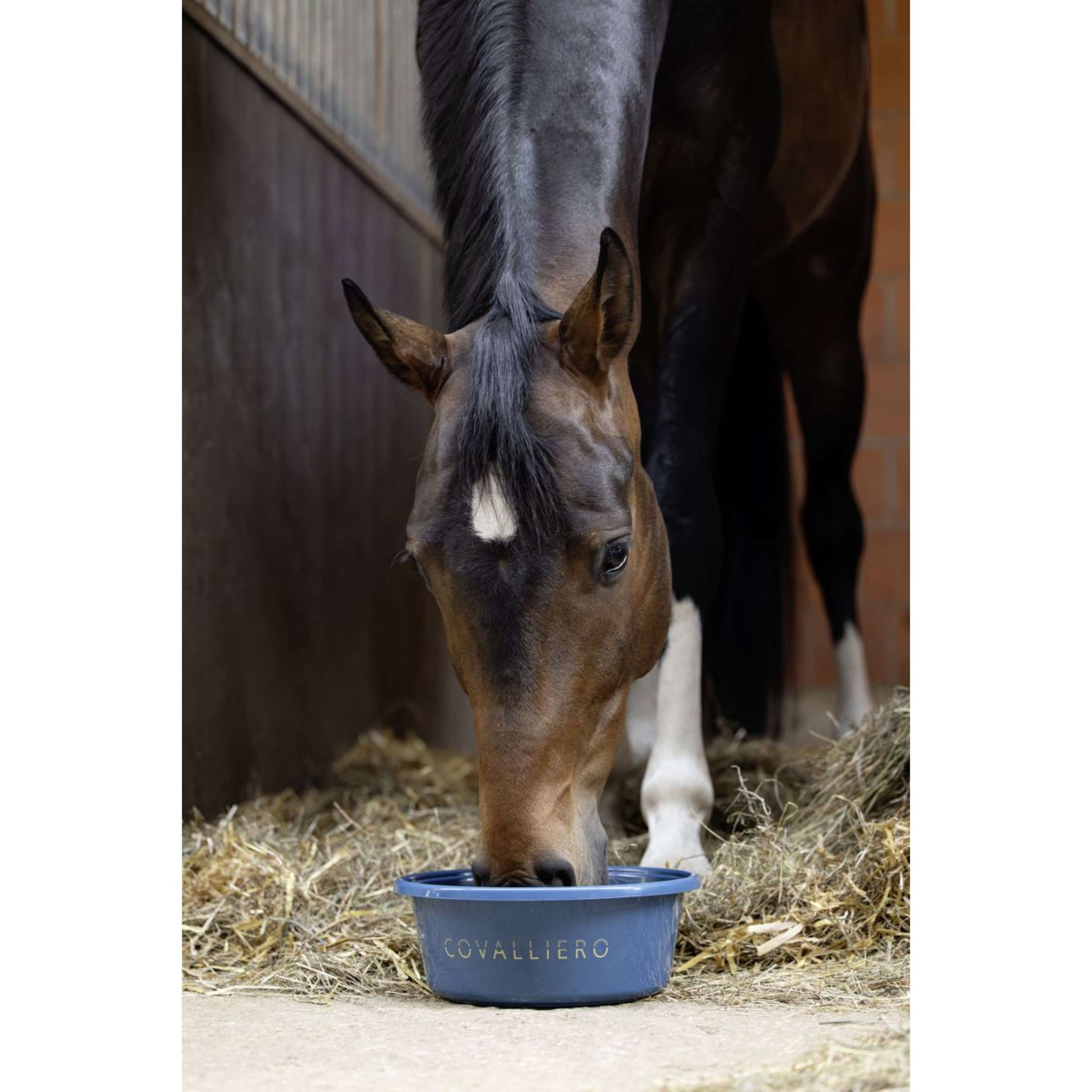 Covalliero Food Bowl SS26 Smoked Blue