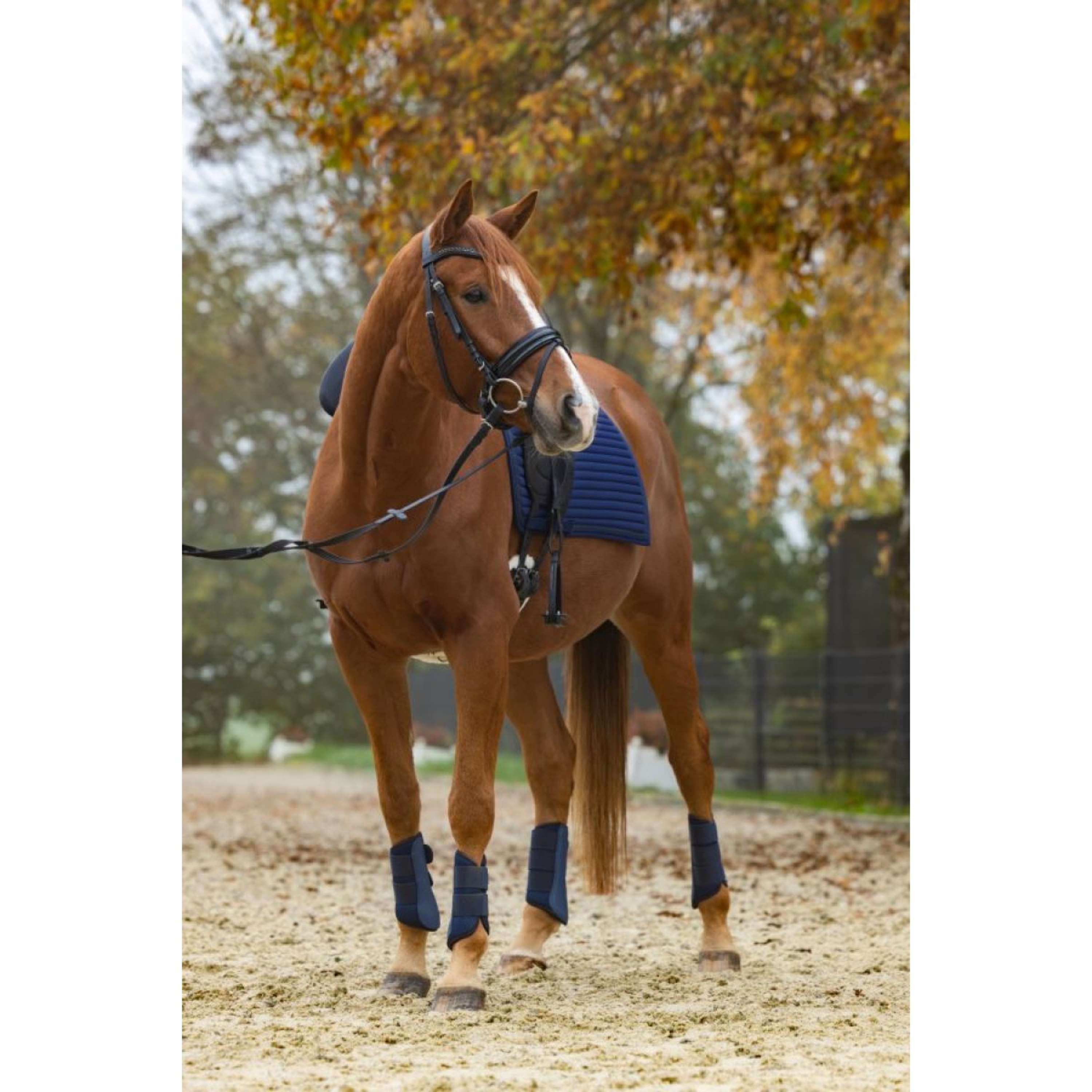 Covalliero Tendon Boots Avina Navy