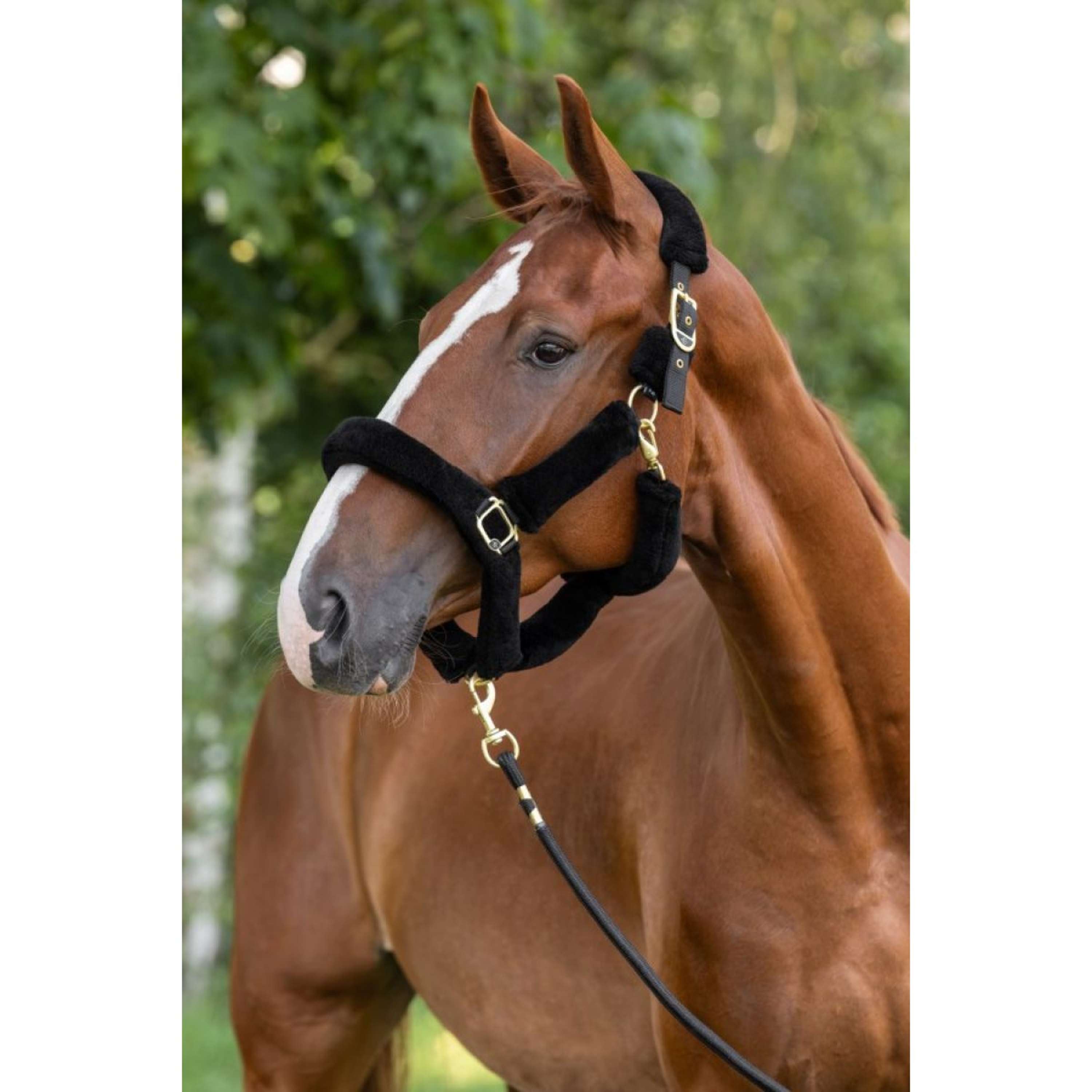 Covalliero Halter Supersoft 2.0 Black