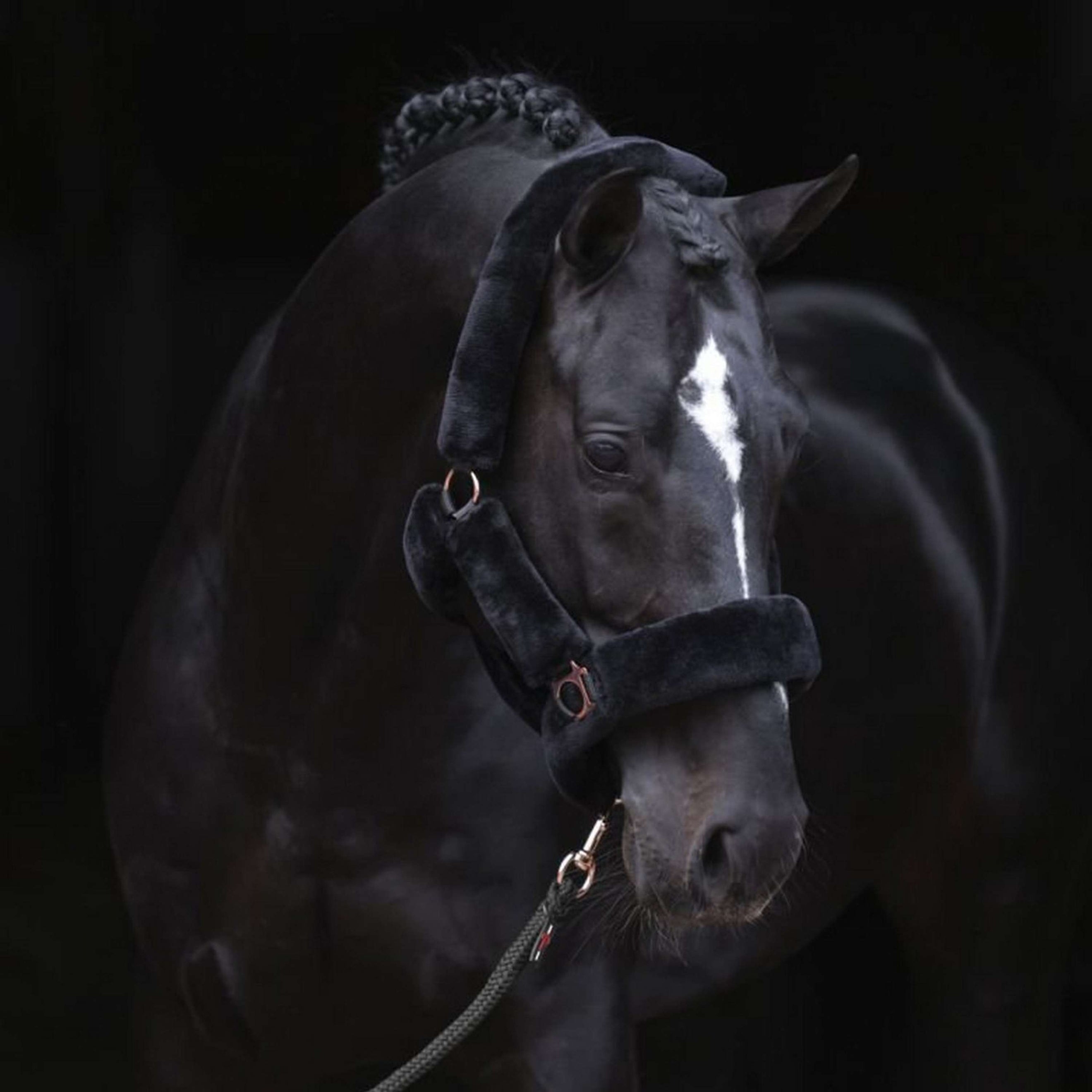 Covalliero Halter SuperSoft Black Covalliero Halter SuperSoft Black