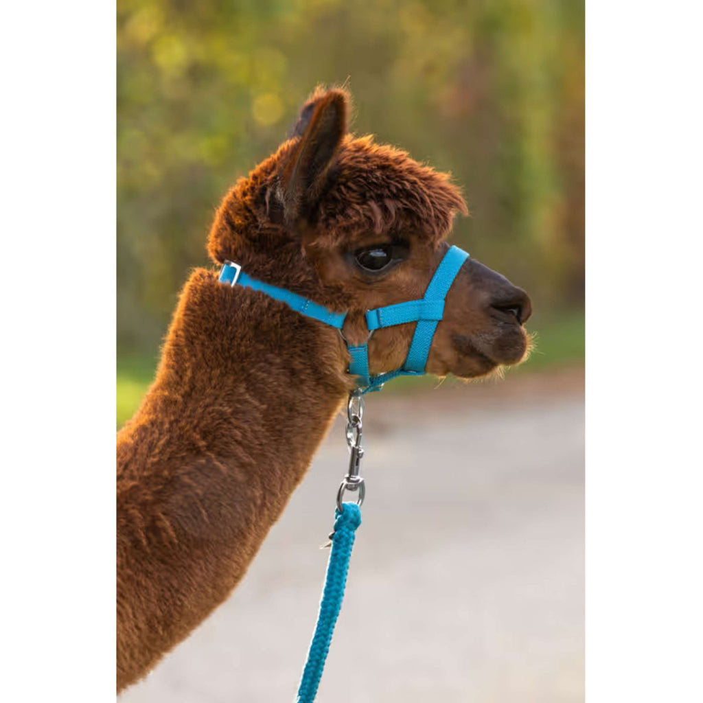 Kerbl Halter Adjustable Alpaca Blue