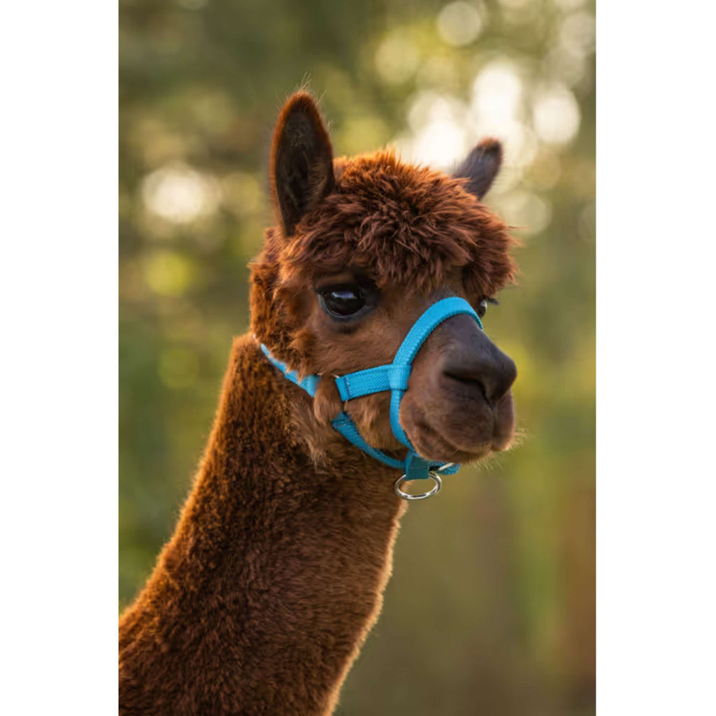 Kerbl Halter Adjustable Alpaca Blue