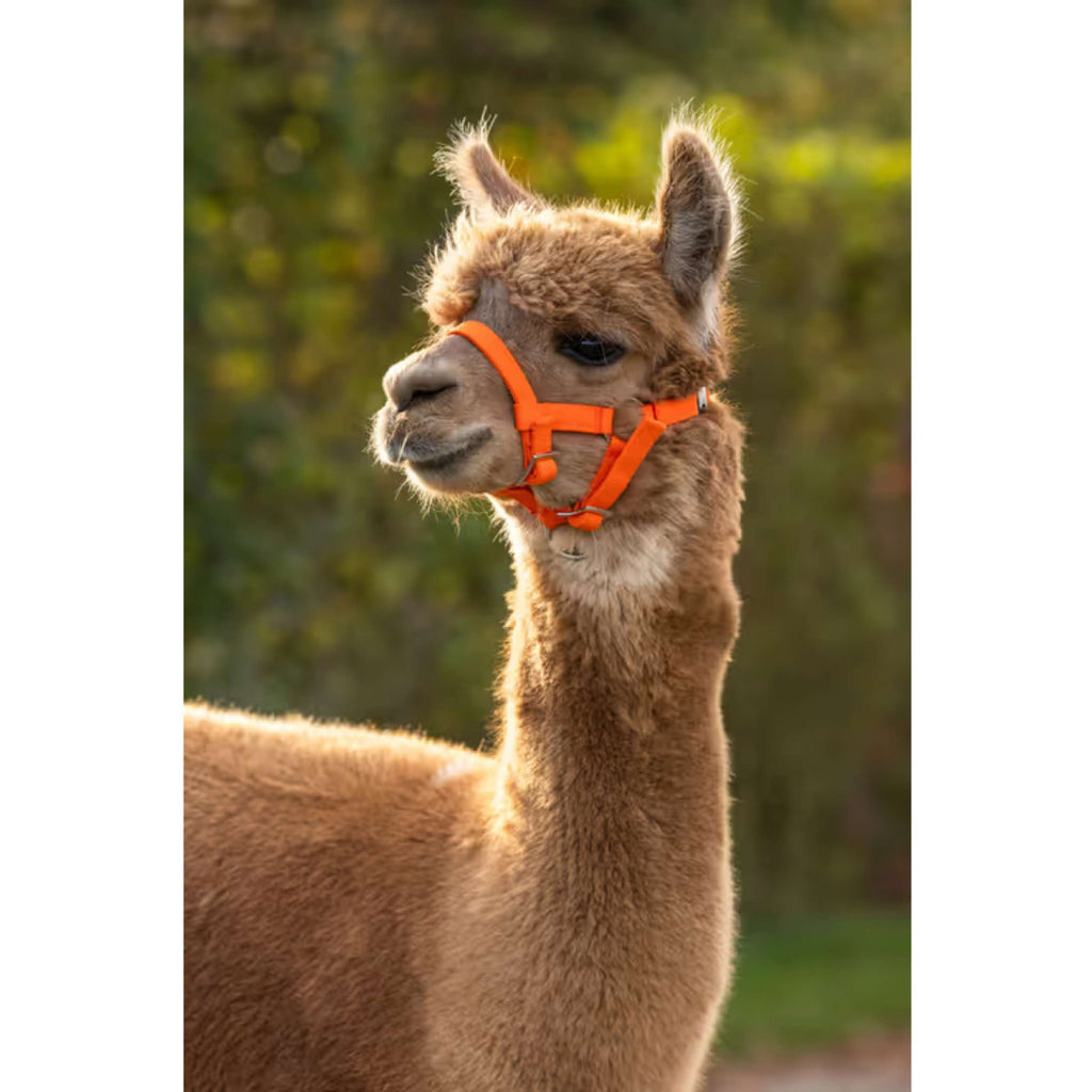 Kerbl Halter Adjustable Alpaca Orange