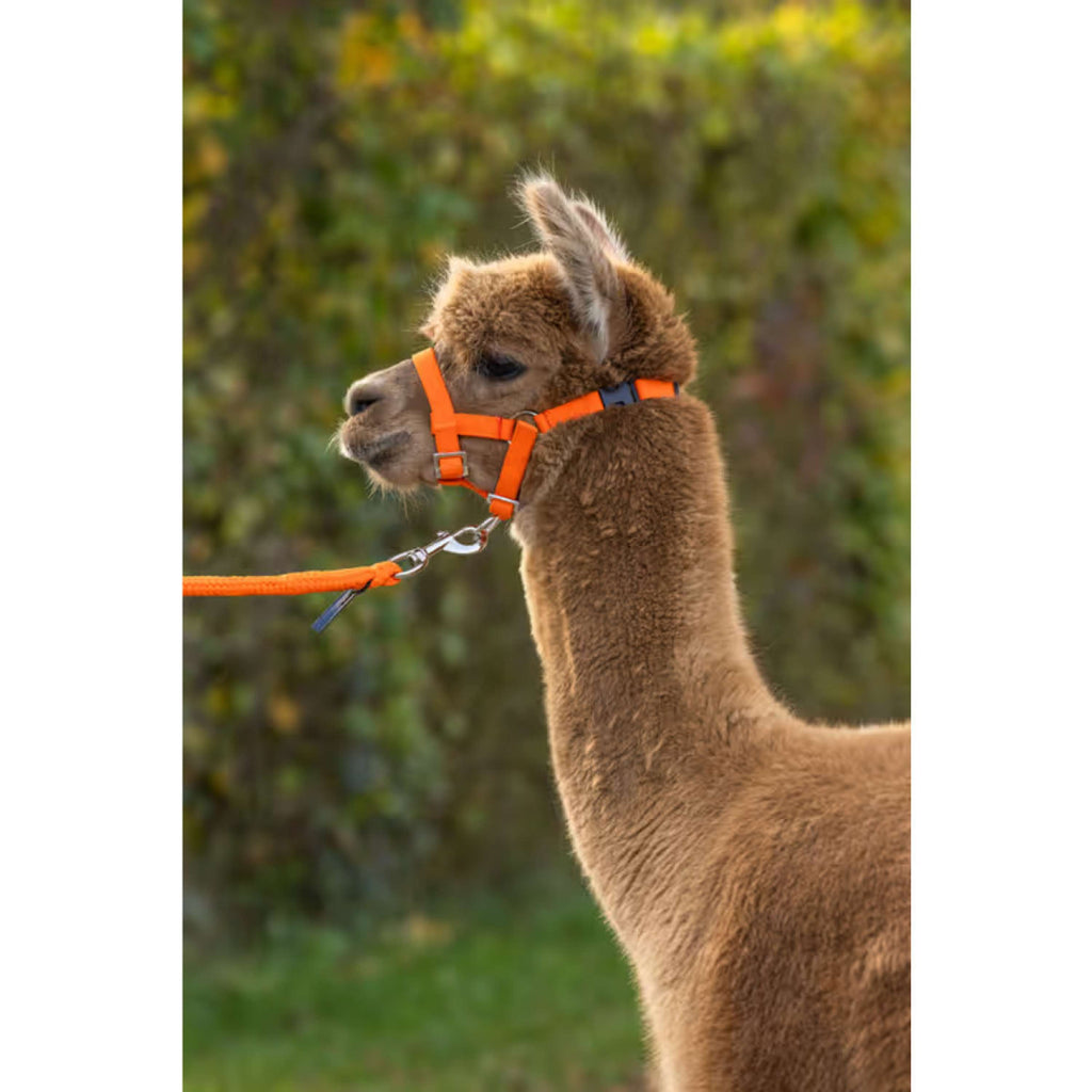 Kerbl Halter Adjustable Alpaca Orange