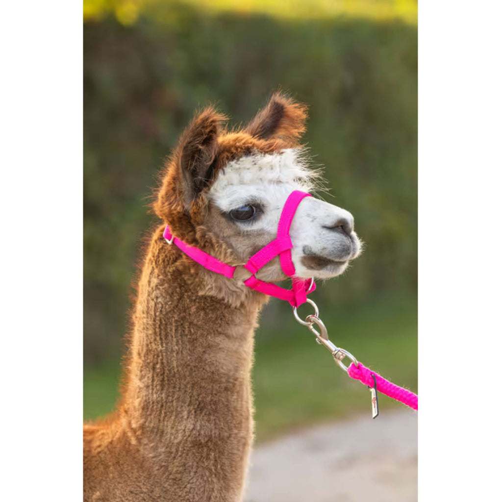Kerbl Halter Adjustable Alpaca Pink