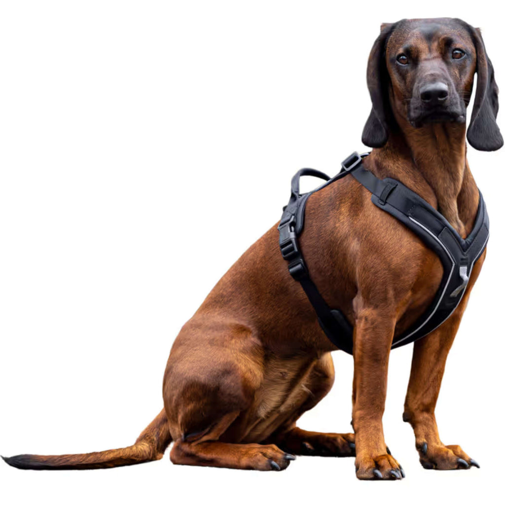 Kerbl Dog Harness Dallas Black