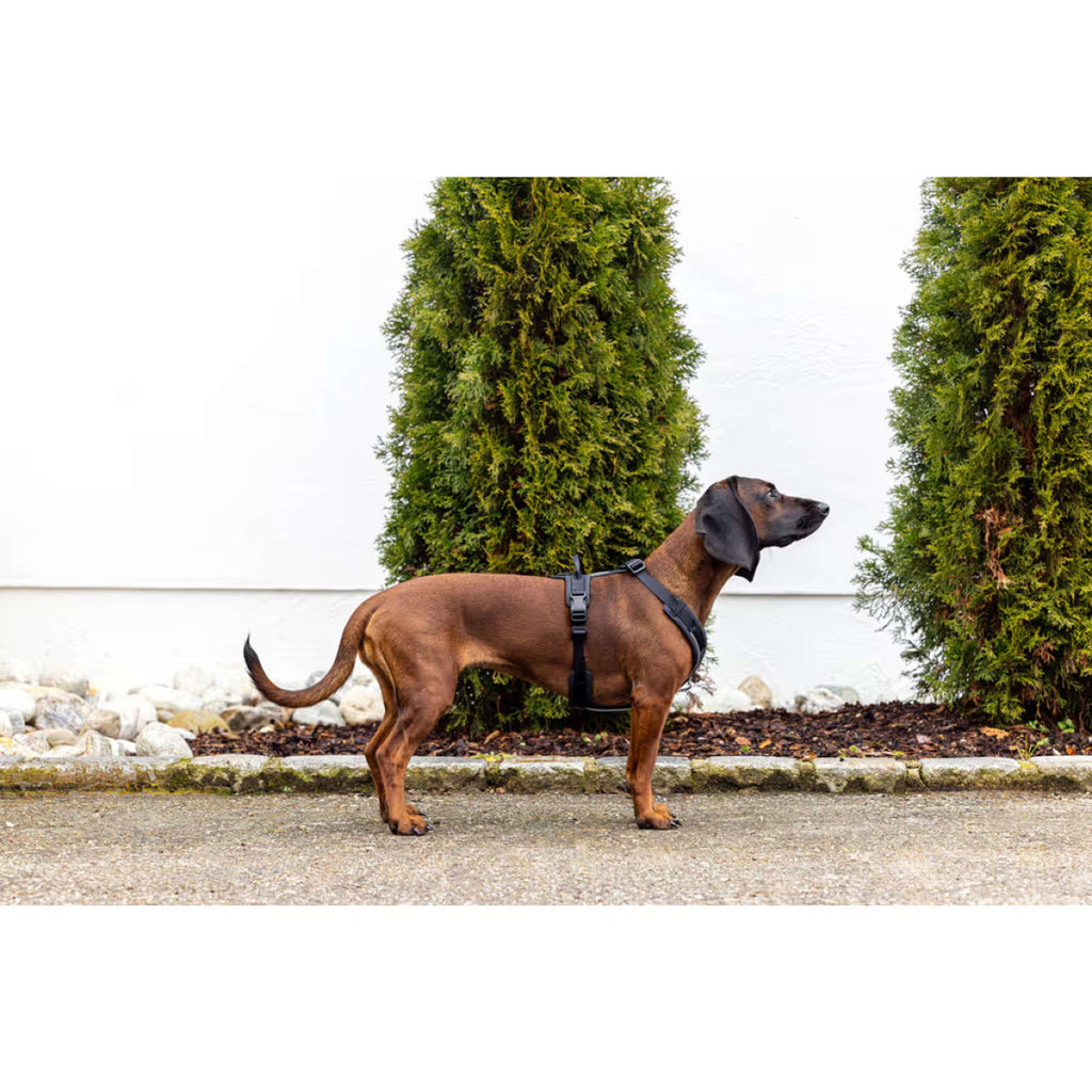 Kerbl Dog Harness Dallas Black
