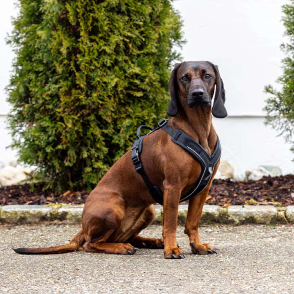 Kerbl Dog Harness Dallas Black