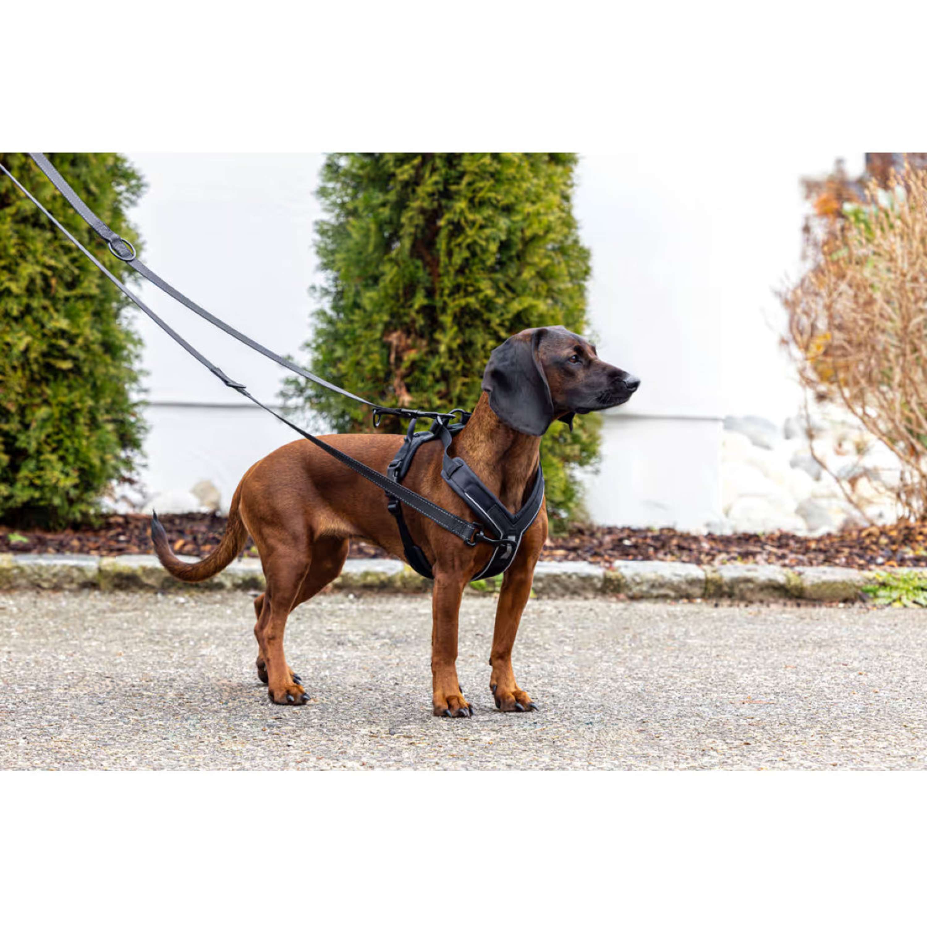 Kerbl Dog Harness Dallas Black