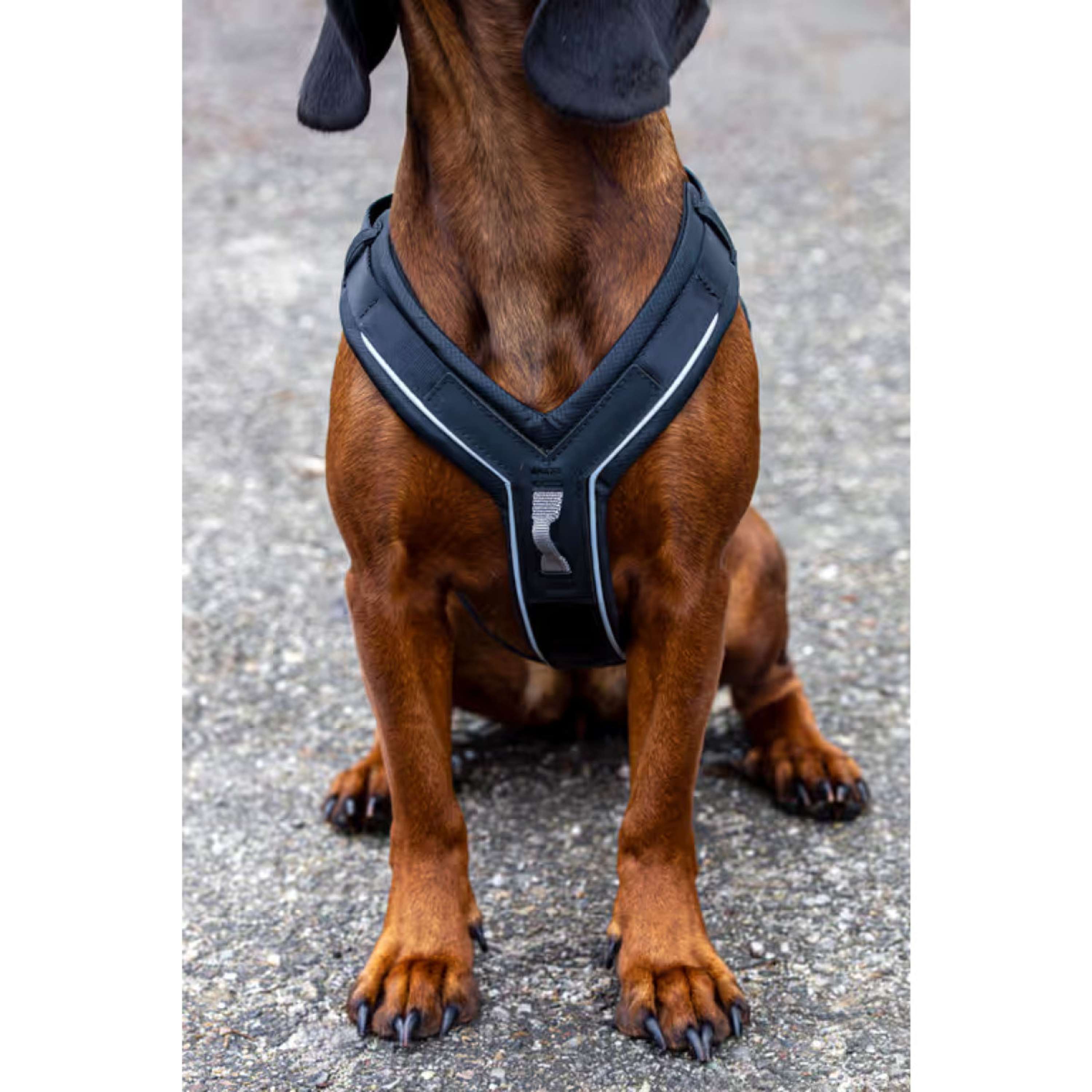 Kerbl Dog Harness Dallas Black