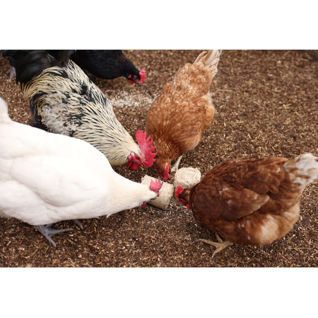 Kerbl Spelt Blocks for Chickens