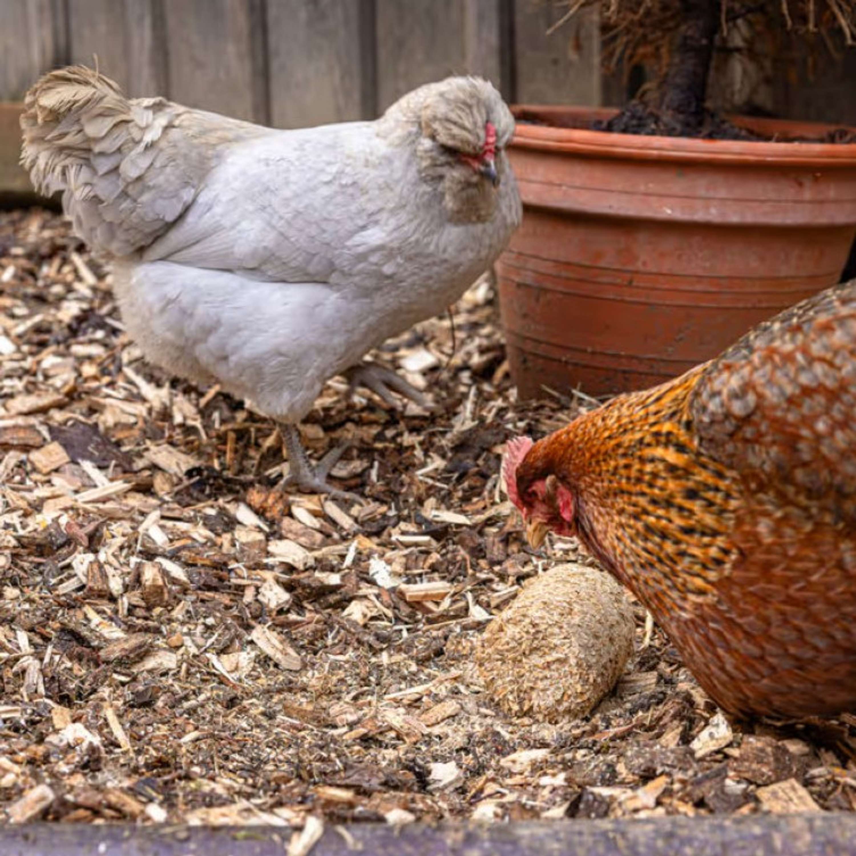 Kerbl Spelt Blocks for Chickens