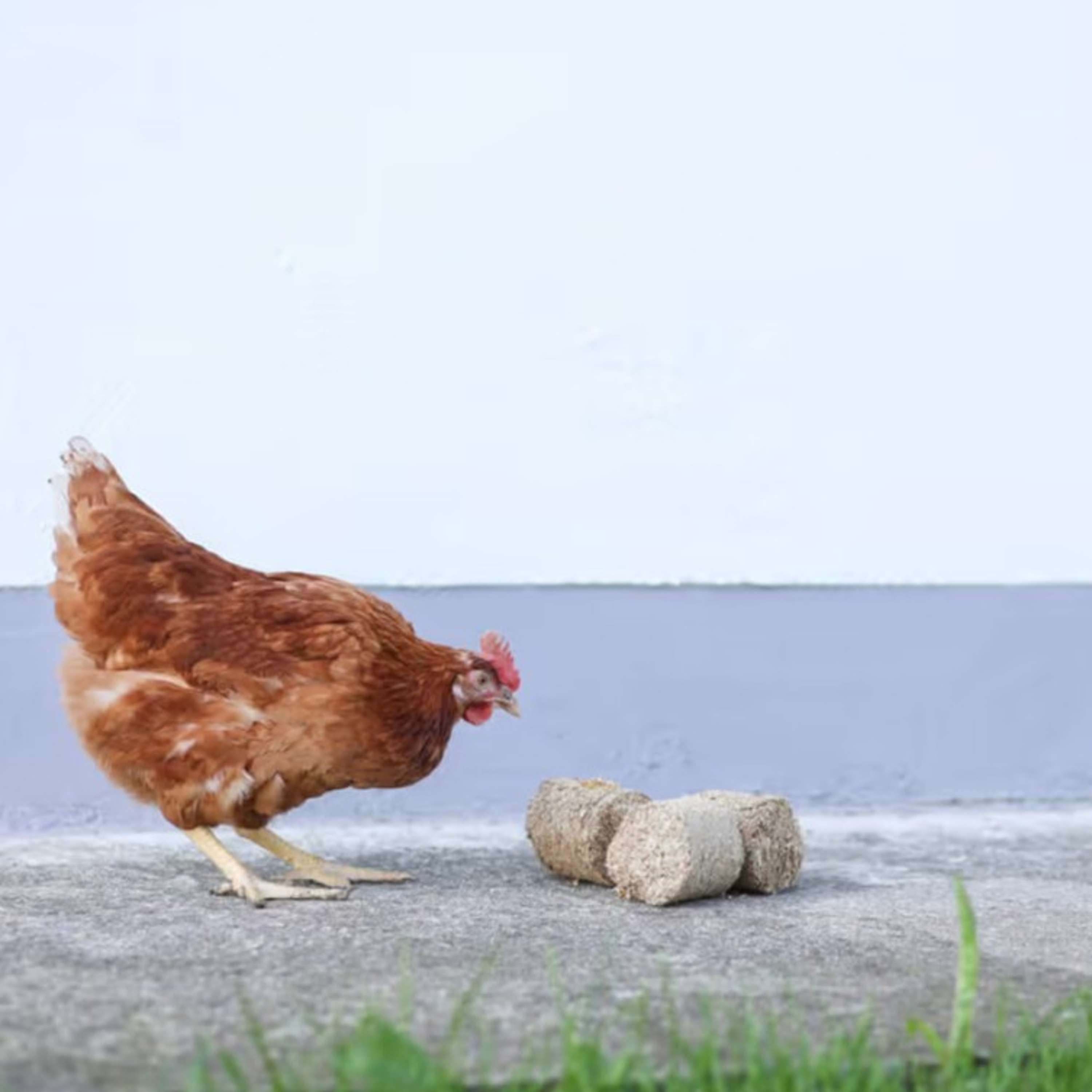 Kerbl Spelt Blocks for Chickens
