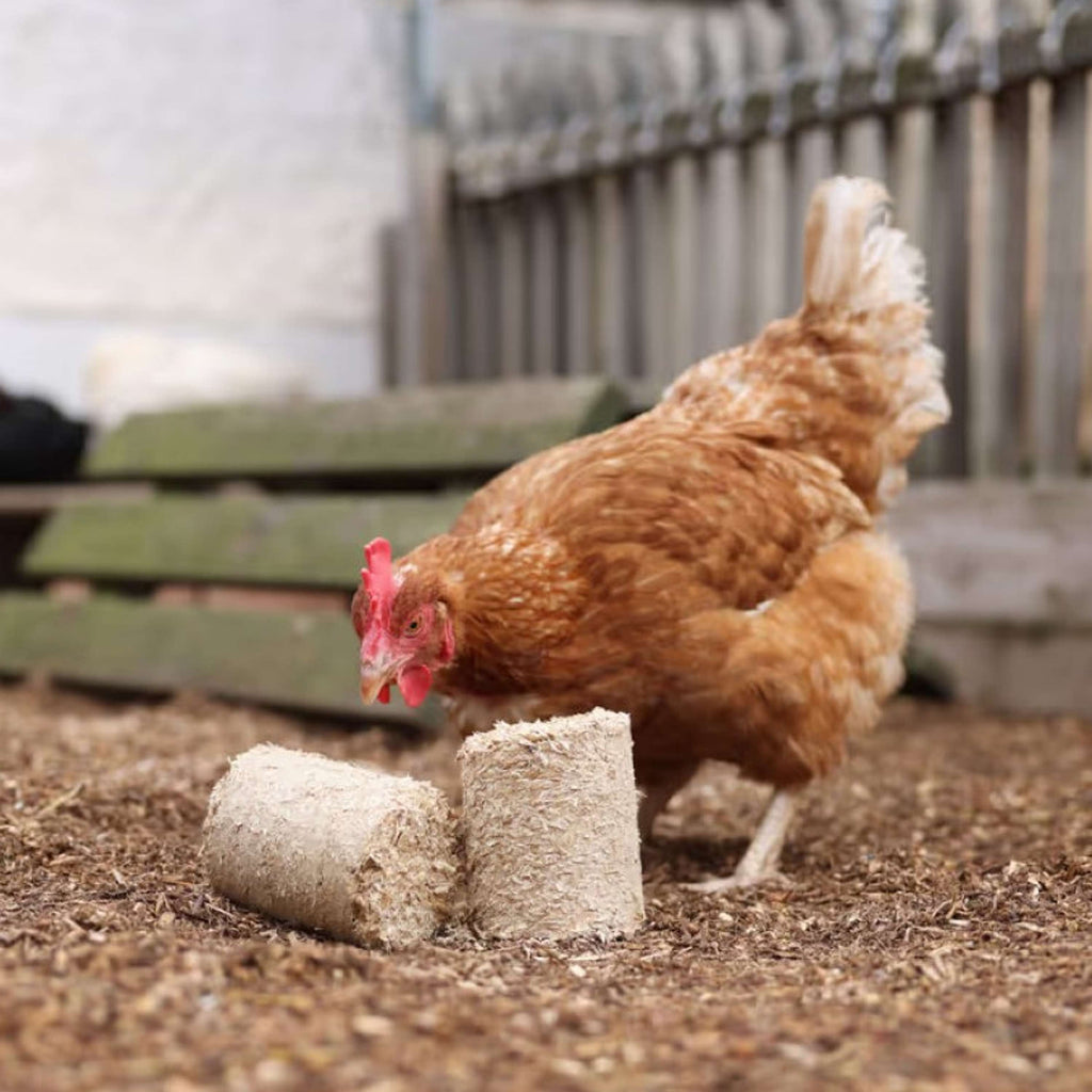 Kerbl Spelt Blocks for Chickens