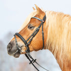 Kieffer Bridle Ultrasoft Haflinger Black/White Stones