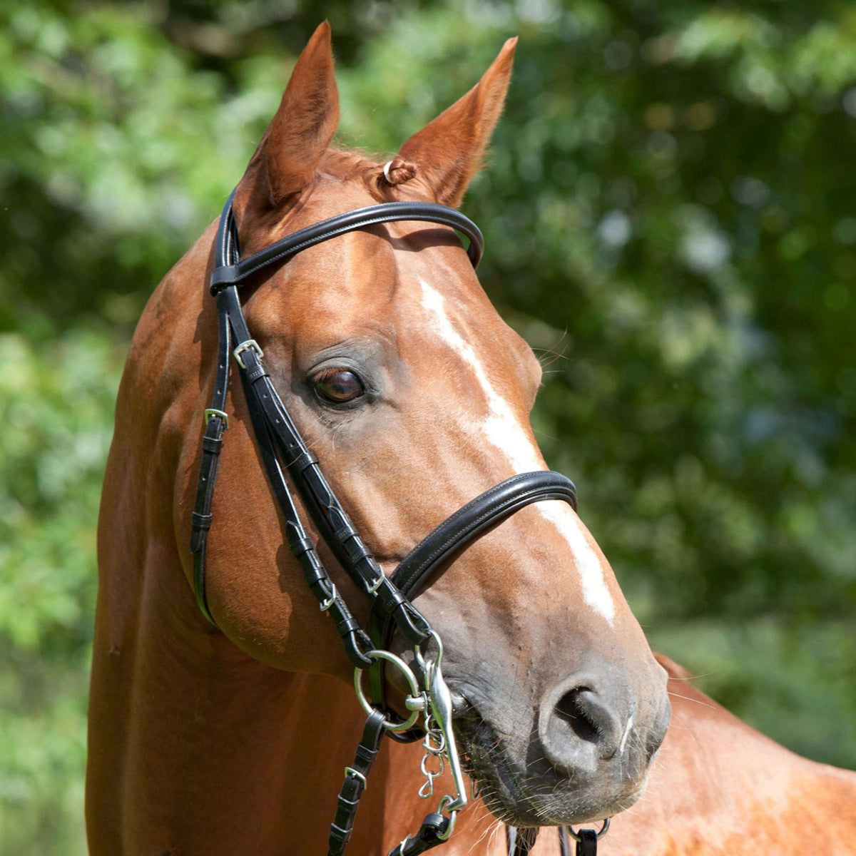 Kieffer Double Bridle Anja Beran Narrow Black