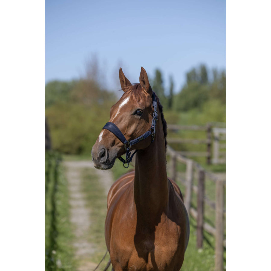 Kingsland Head Collar Set KLLucca Navy