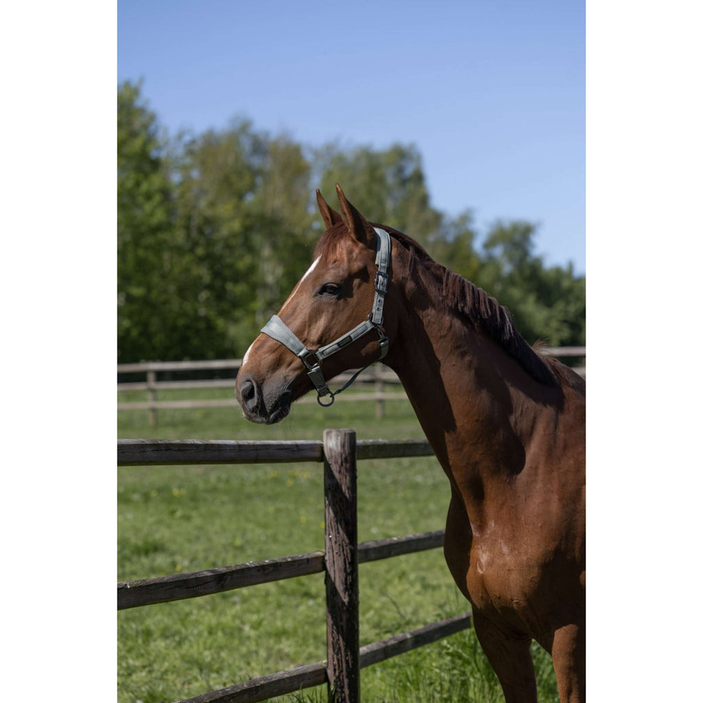 Kingsland Head Collar Set KLLucca Green Agave
