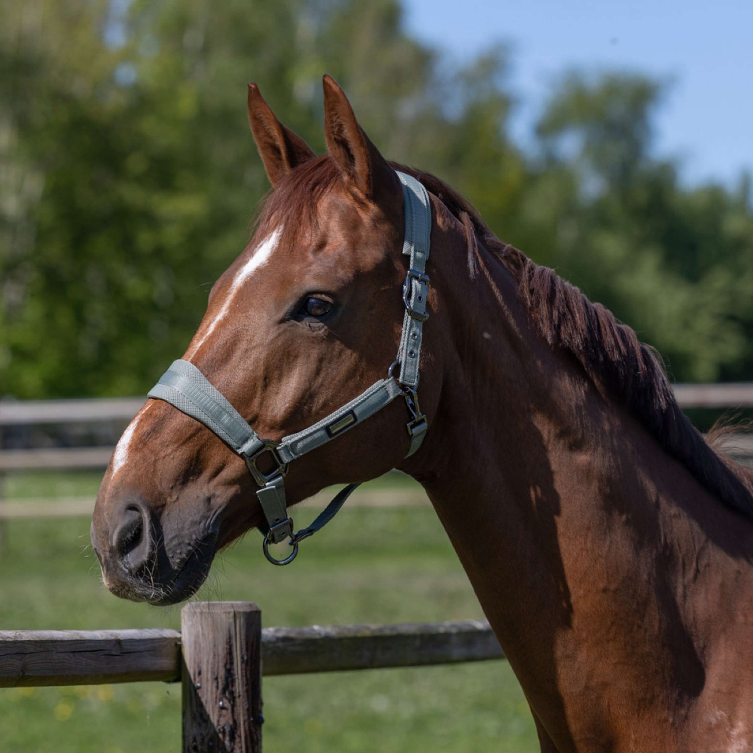 Kingsland Head Collar Set KLLucca Green Agave