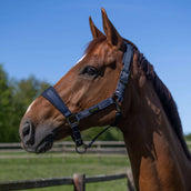 Kingsland Head Collar Set KLLucca Navy