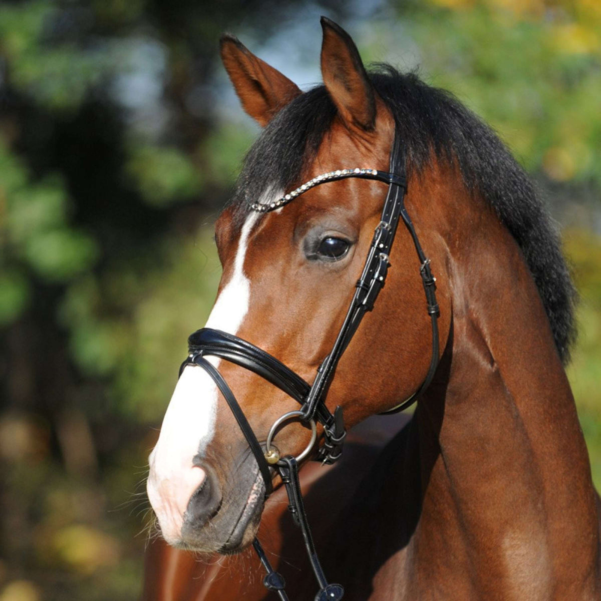 Kavalkade Bridle Reyna KavalSH4 Black