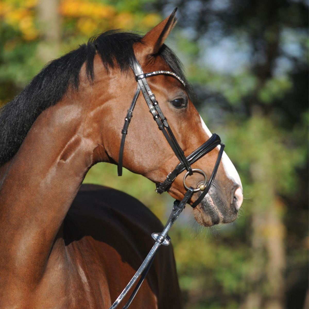 Kavalkade Bridle Reyna KavalSH4 Black