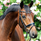 Kavalkade Browband Diamond Curved Grey/White