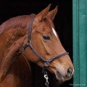 Kavalkade Head Collar Cavo Brown/Turquoise