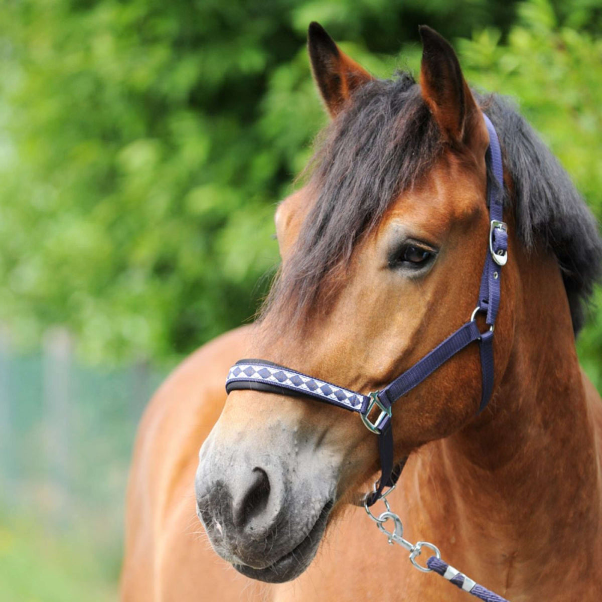 Kavalkade Head Collar Kaltblut Classic Marine