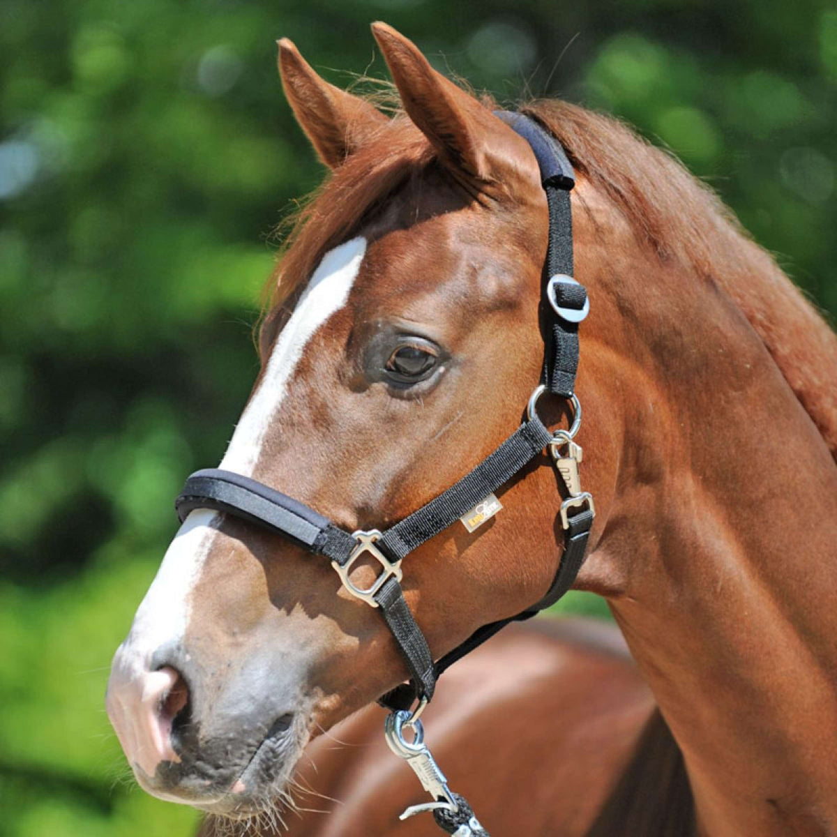 Kavalkade Head Collar KavalLastic Black