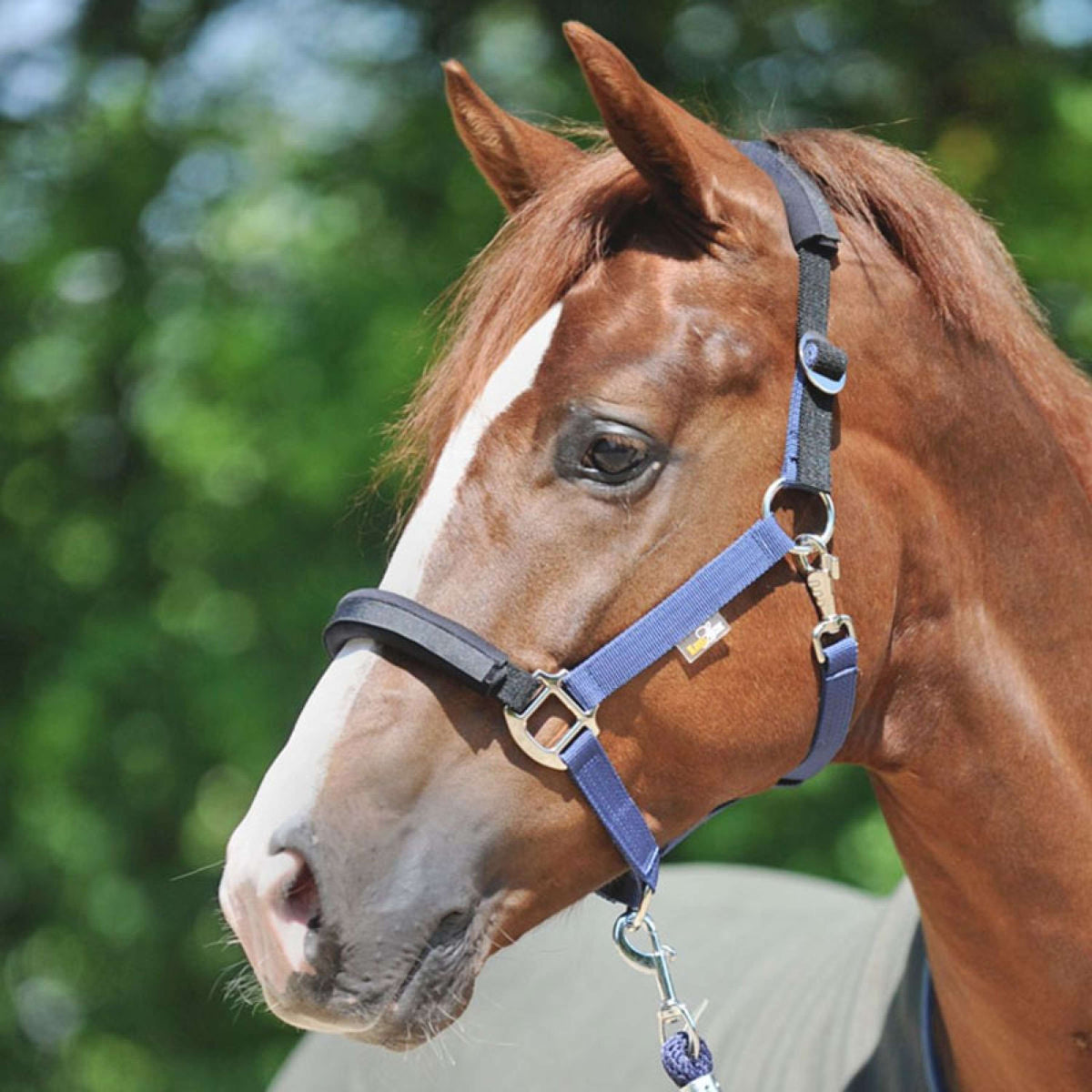 Kavalkade Head Collar KavalLastic Turquoise