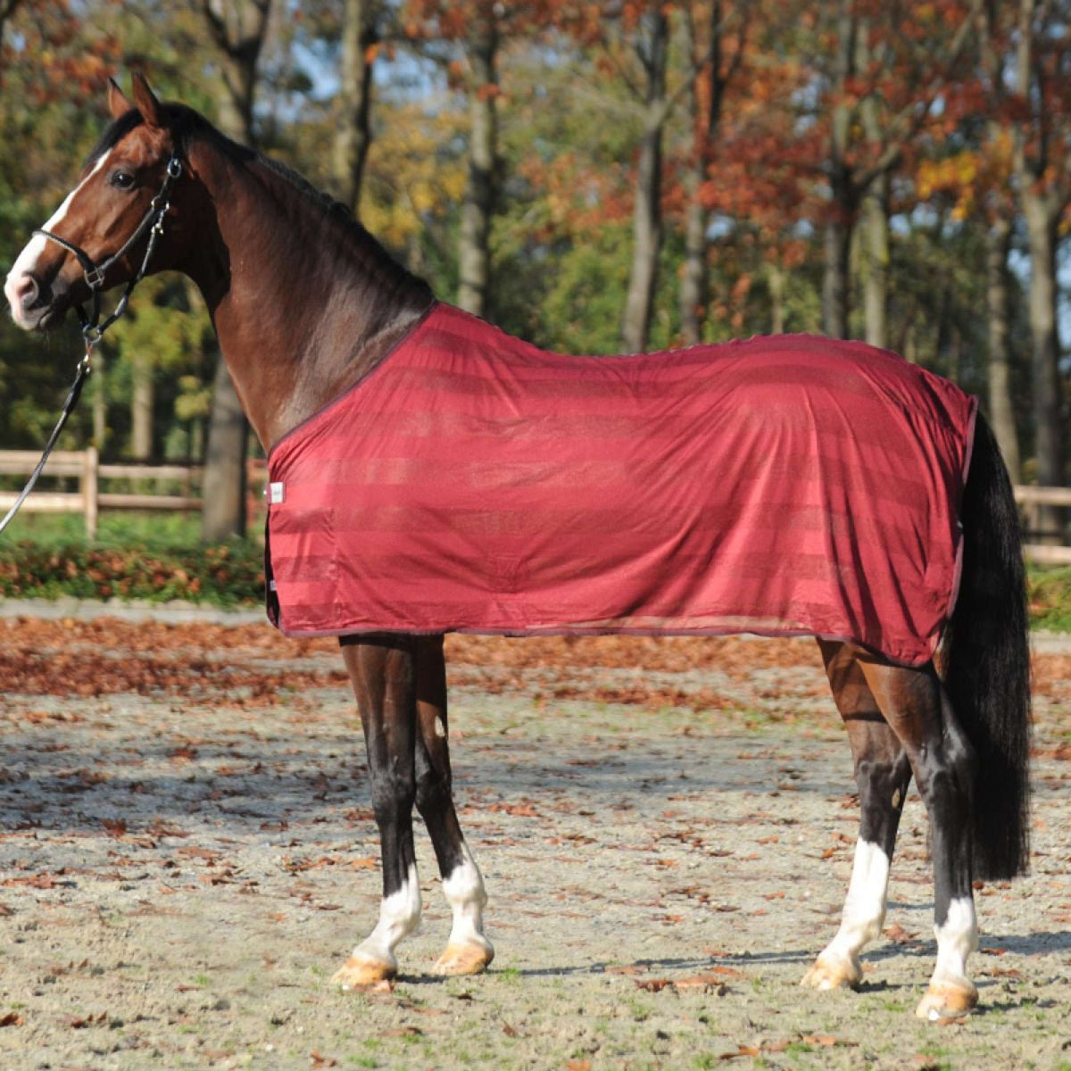 Kavalkade Fly Rug Stripe Bordeaux