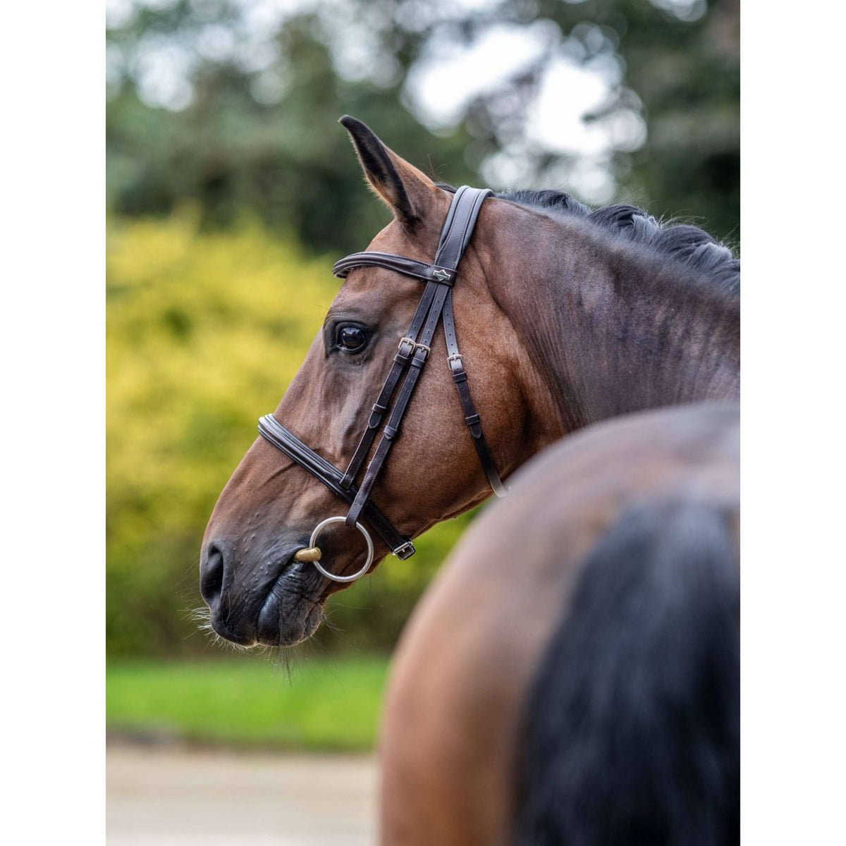 LeMieux Bridle Arika Cavesson Brown/Silver