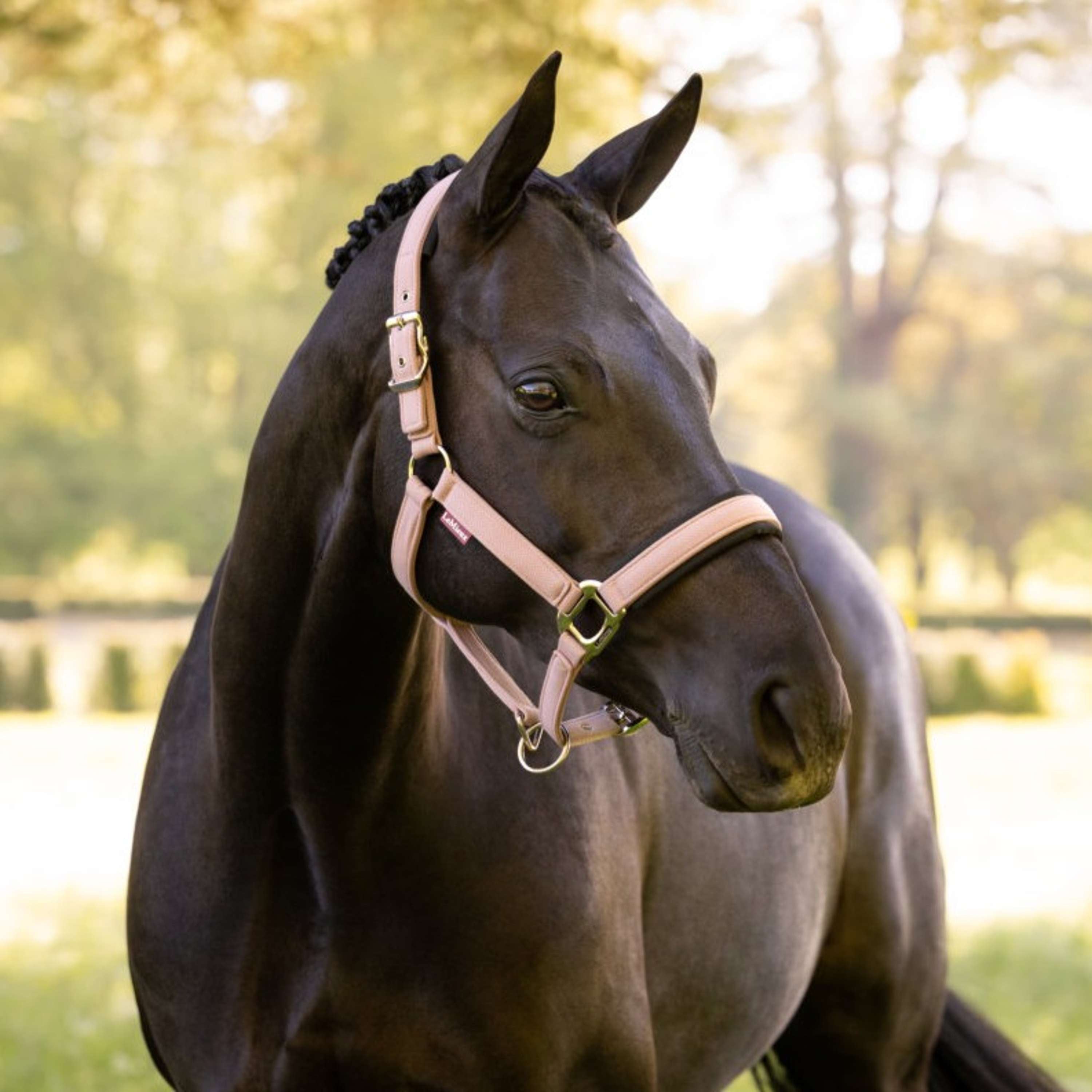 LeMieux Halter Heritage Wild Rose