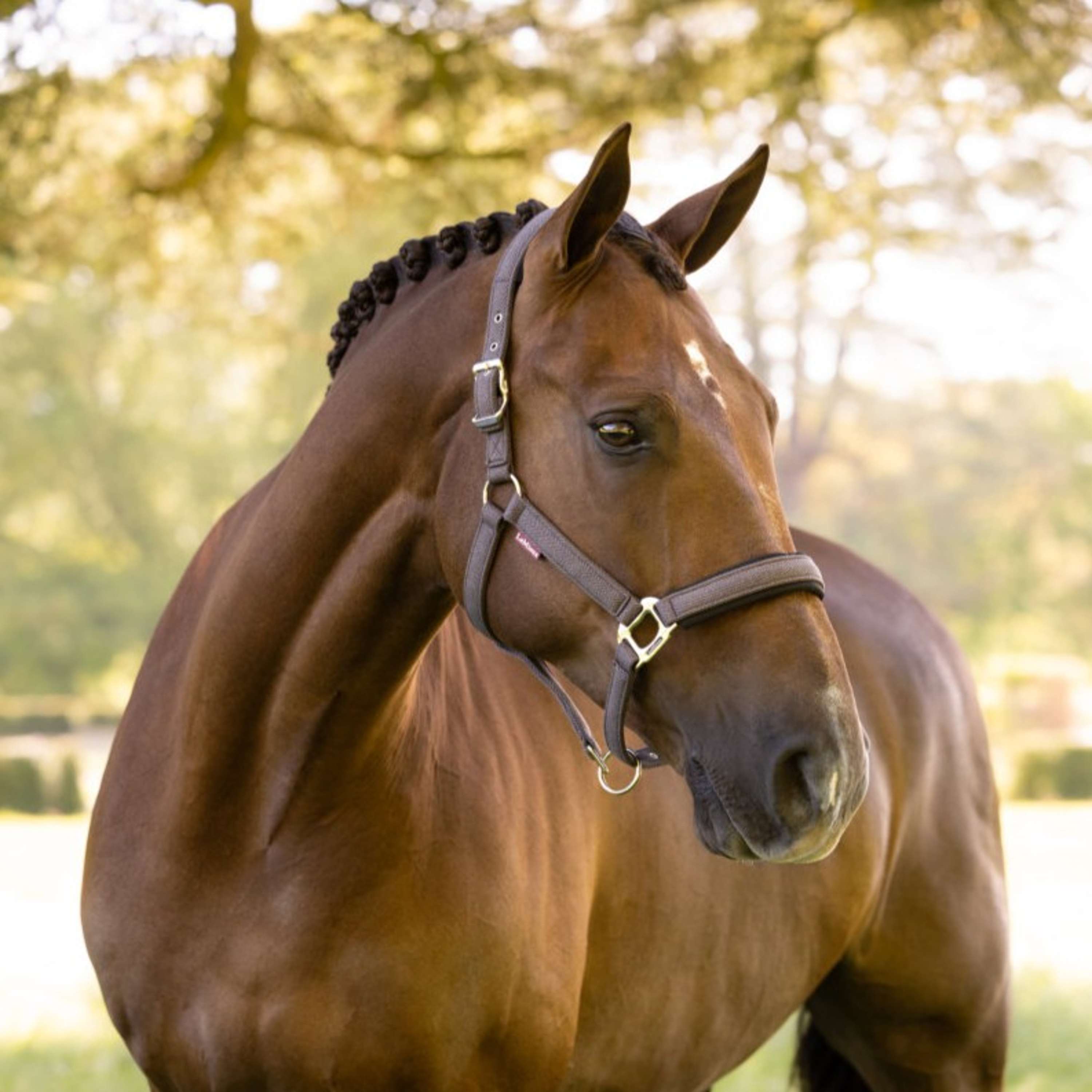 LeMieux Halter Heritage Cocoa