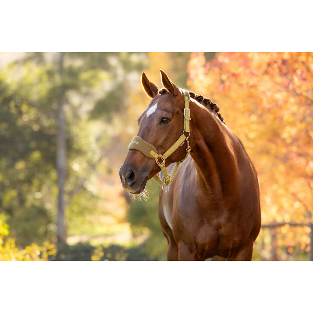 LeMieux Halter Set Vogue Gooseberry