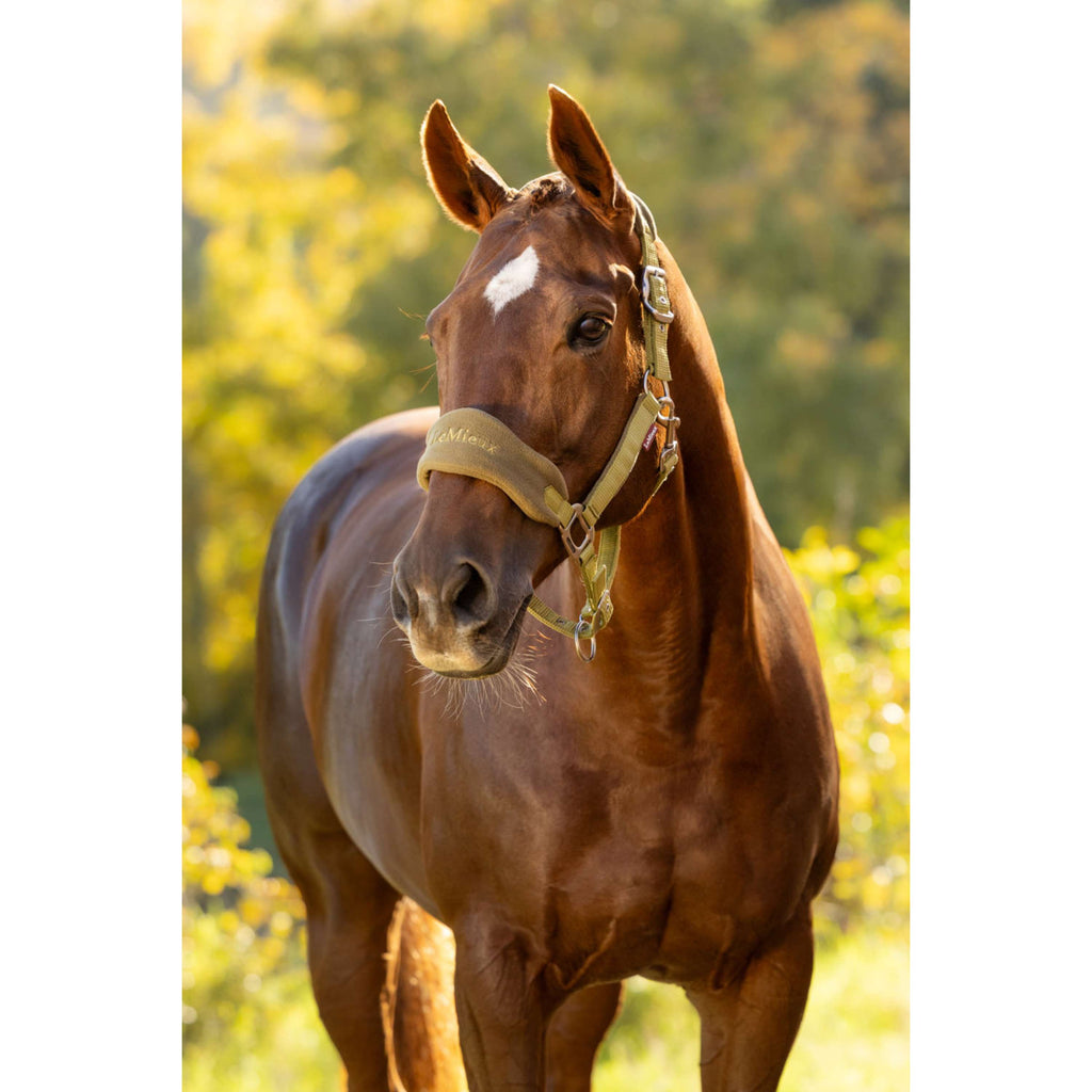 LeMieux Halter Set Vogue Gooseberry