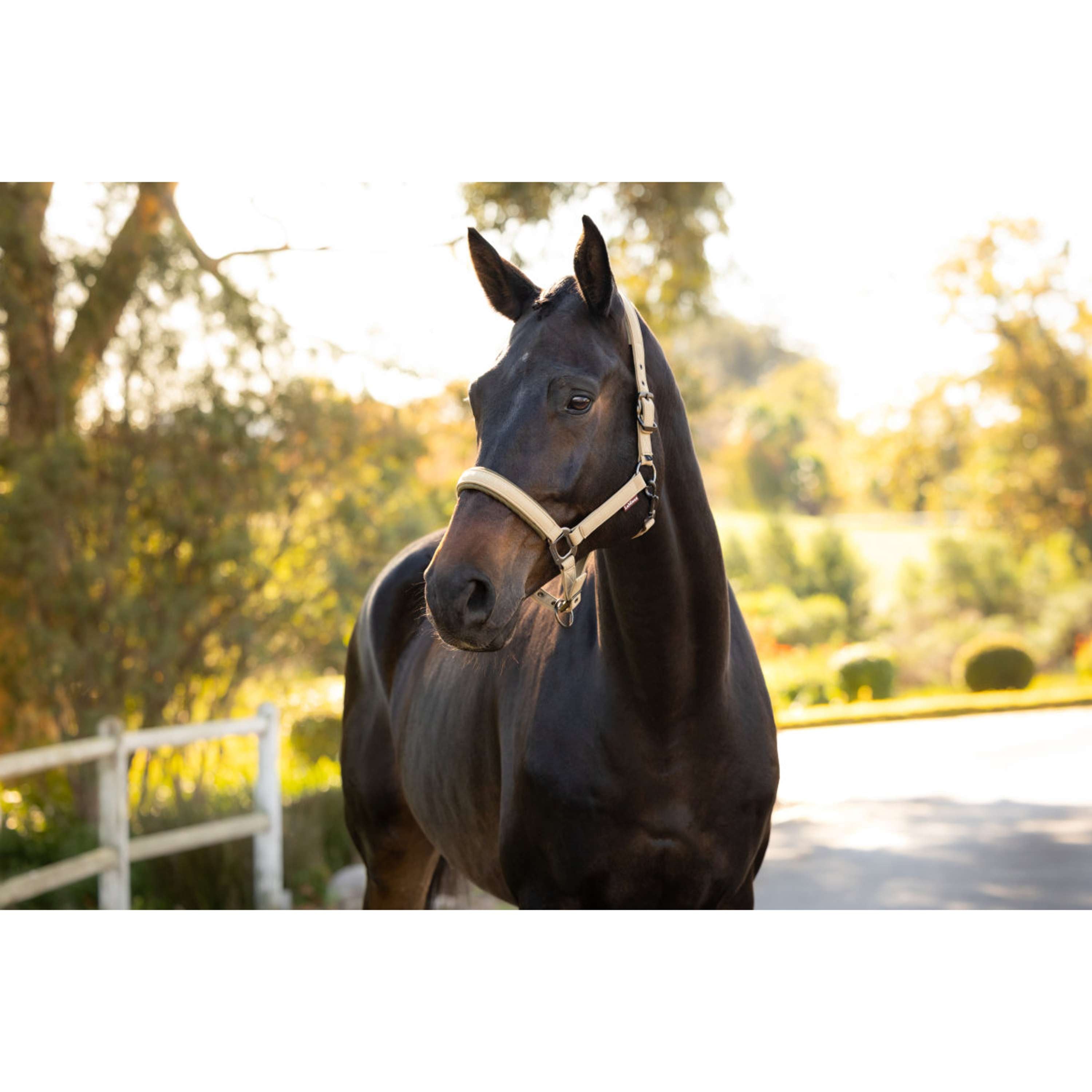 LeMieux Halter Essence Pear
