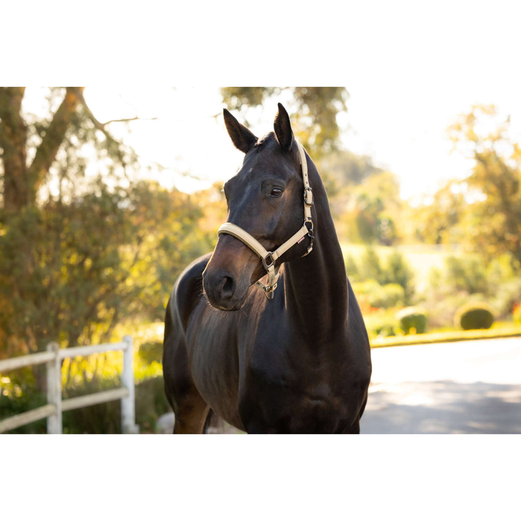 LeMieux Halter Essence Pear