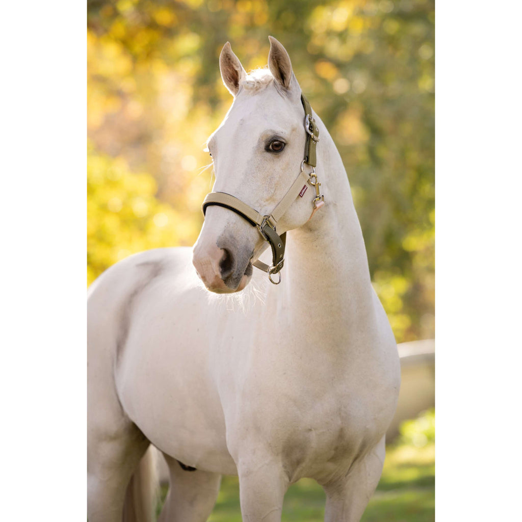 LeMieux Halter Medley Gooseberry/Pear/Petal