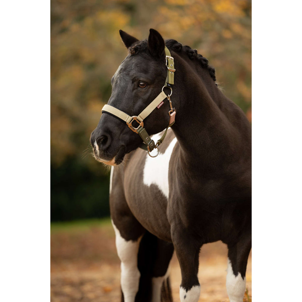 LeMieux Halter Medley Gooseberry/Pear/Petal