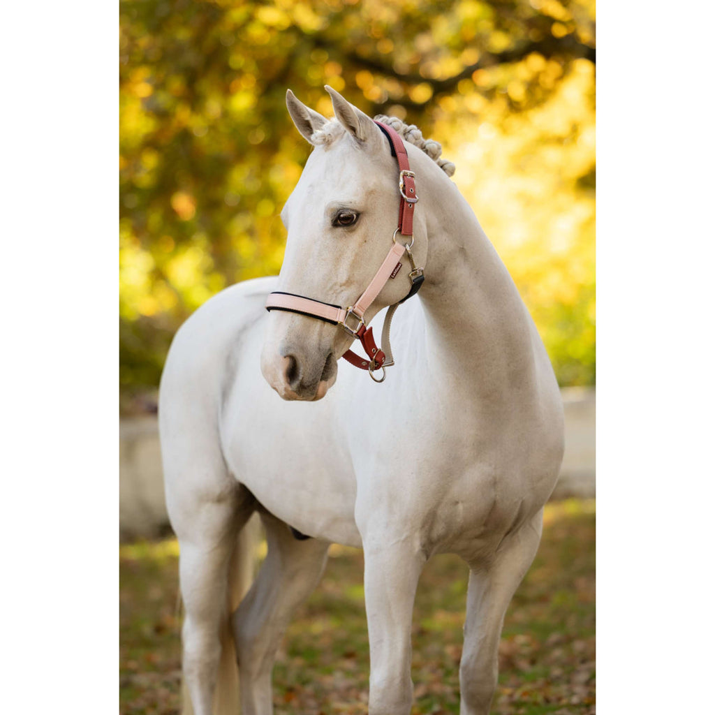 LeMieux Halter Medley Spiced Earth/Petal/Aloe