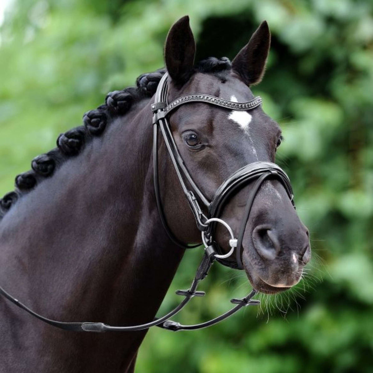 Passier Snaffle Bridle Neptune Stainless Steel Black