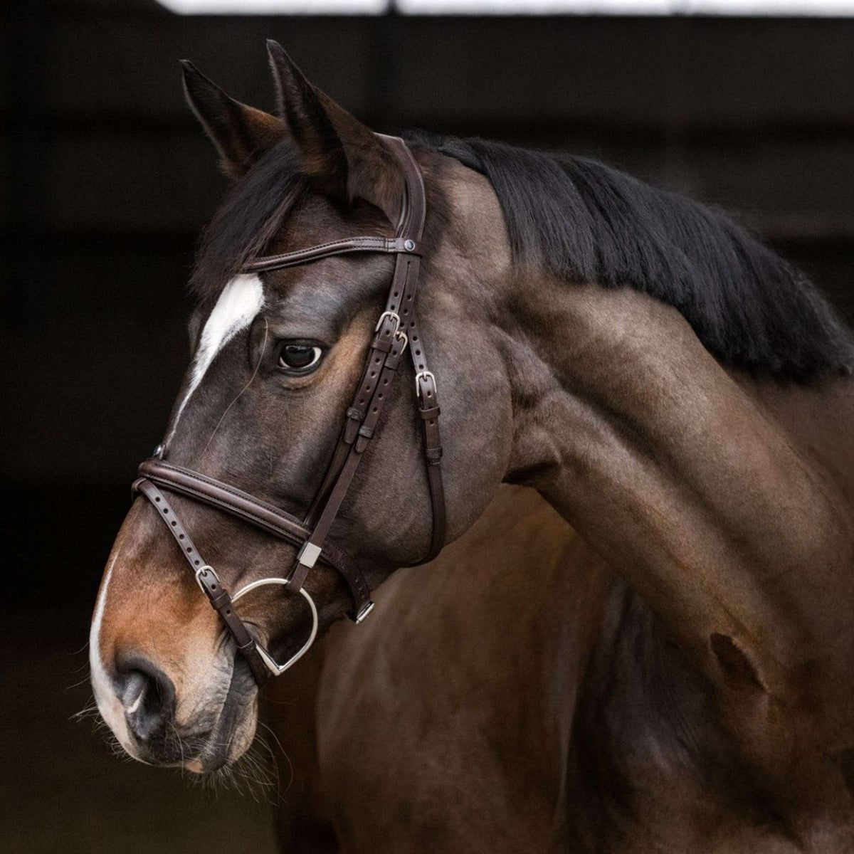 Stübben Bridle 2700 Pro-Jump Combined Noseband Ebony Brown/Ebony Brown