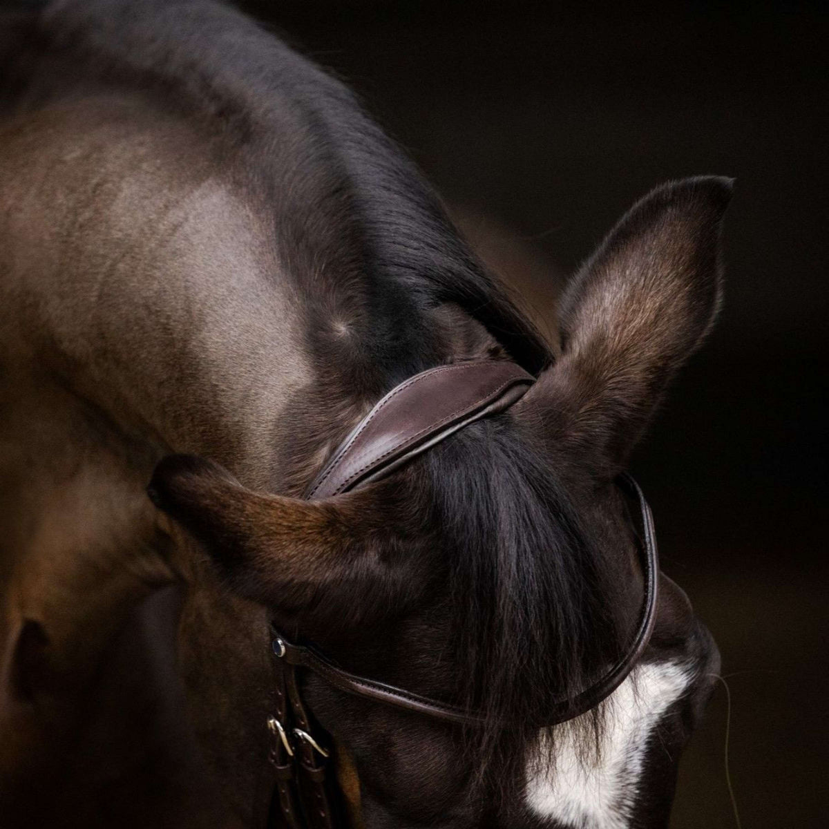 Stübben Bridle 2700 Pro-Jump Combined Noseband Ebony Brown/Ebony Brown