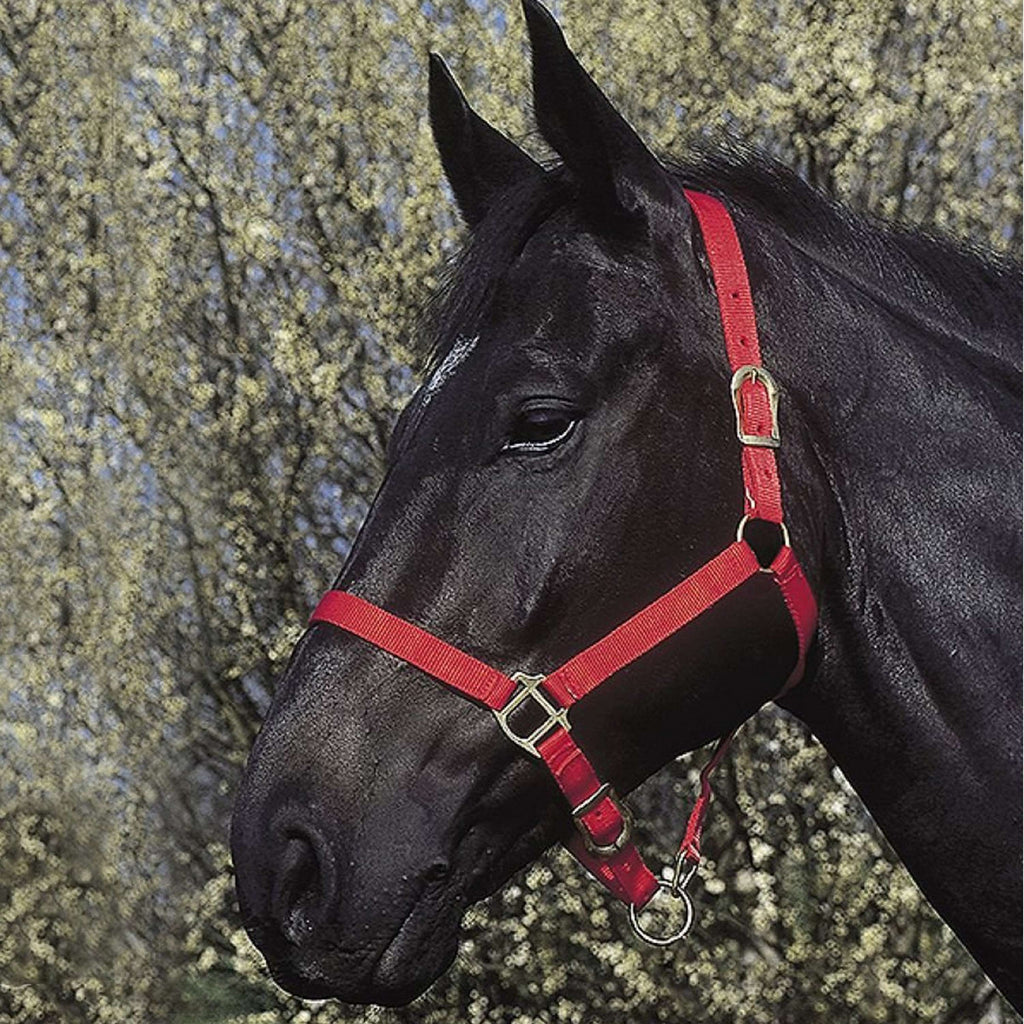 Riding World Halter Red