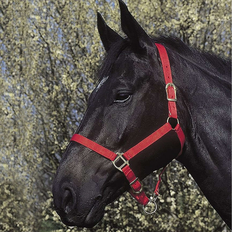 Riding World Halter Red
