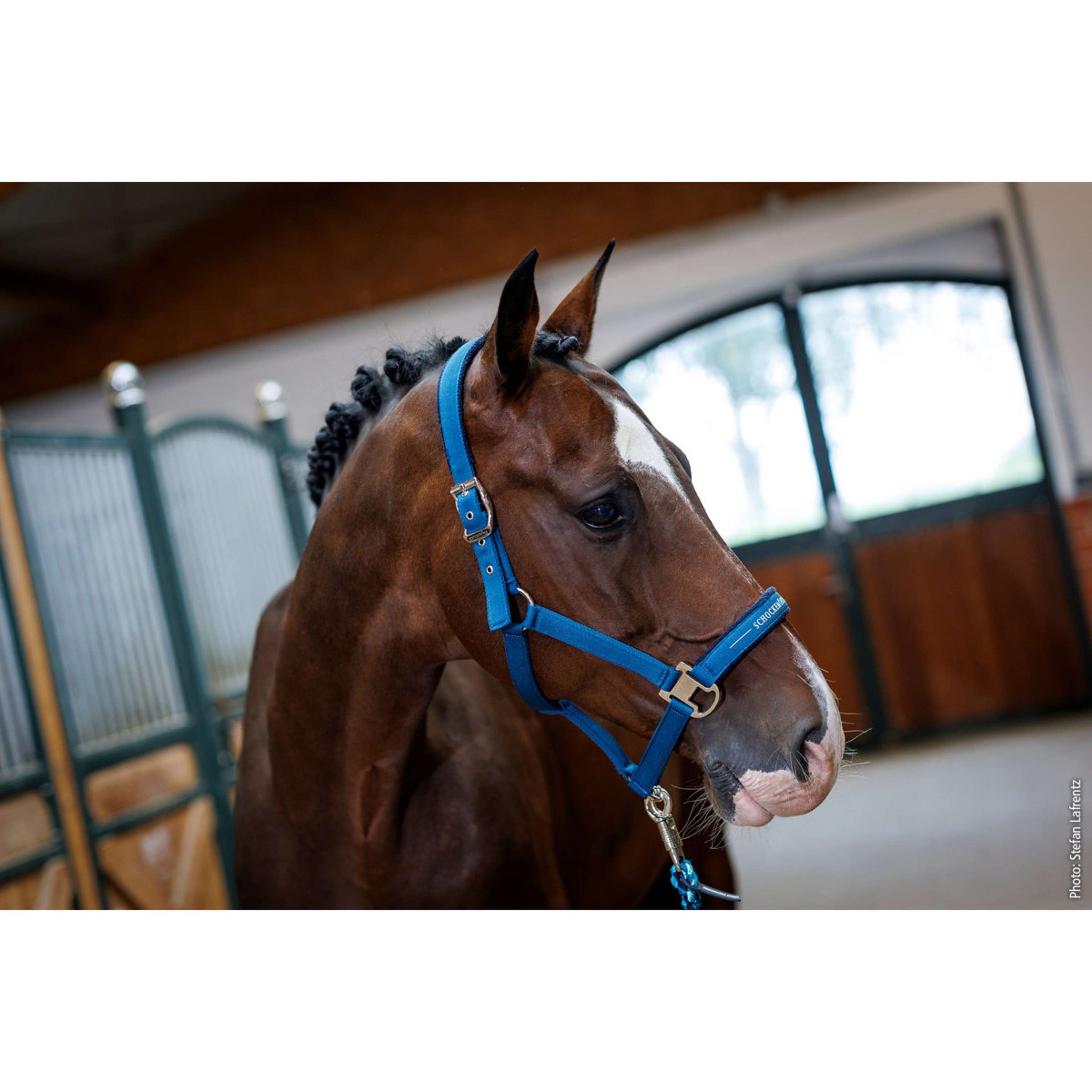 Schockemöhle Halter SP Memphis Style III Colonial Blue Schockemöhle Halter SP Memphis Style III Colonial Blue