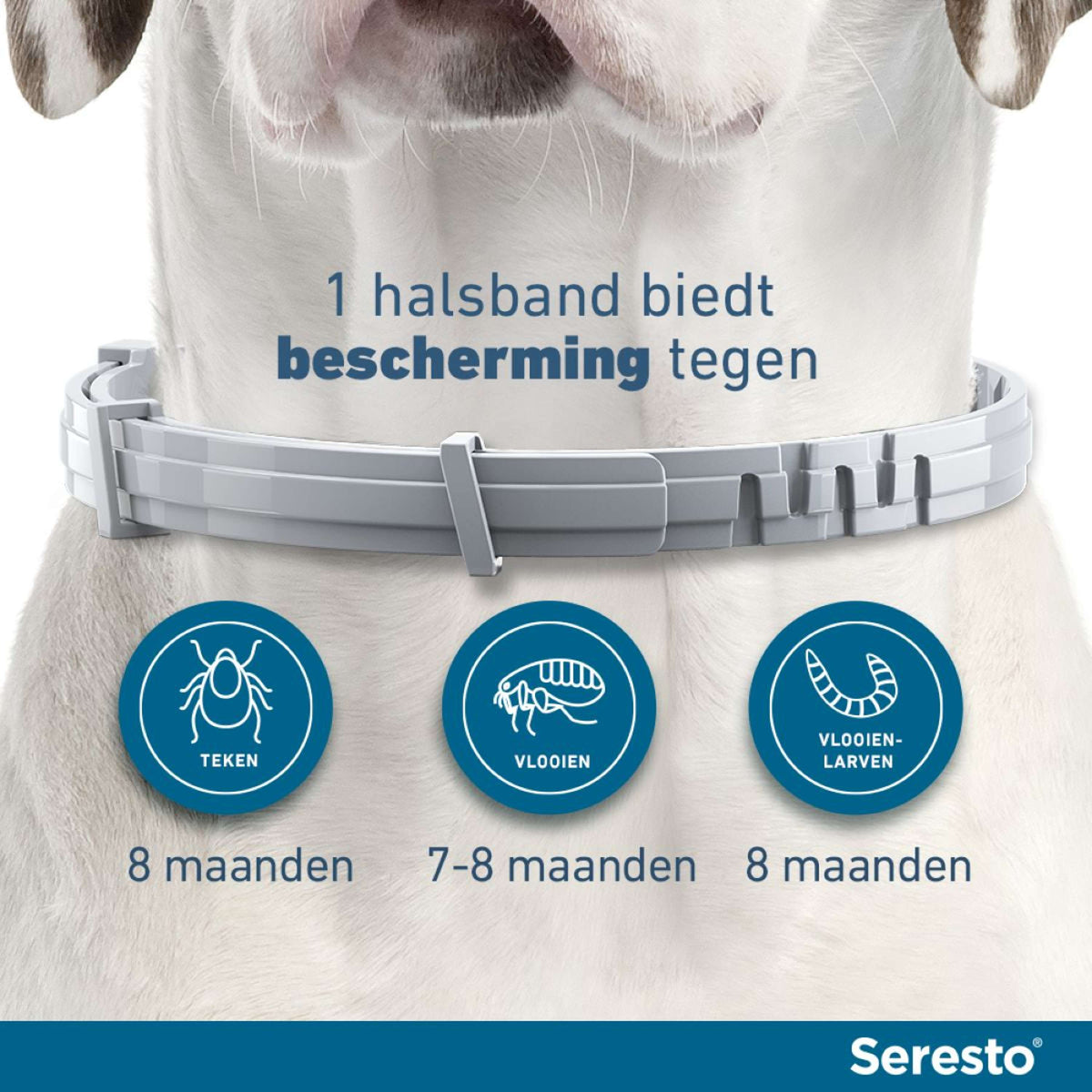 Seresto Tick and Flea Collar Large Dog from 8kg