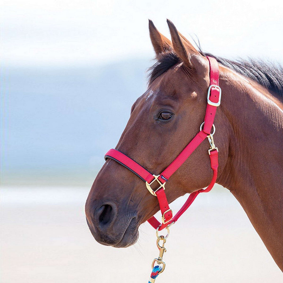 Shires Headcollar Topaz Nylon Red